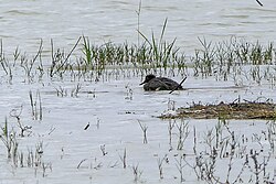 Duck carrion (e.g. Anas crecca carrion) can harbor Clostridium botulinum and Pasteurella multocida.[17]