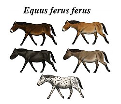 Reconstruction of the five phenotypes of Pleistocene wild horse. The coat colours and dimensions are based on genetic evidence and historic descriptions