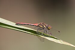Sympetrum commixtum, Nepal