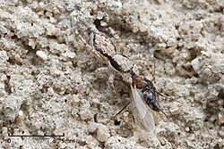 Camouflage allows animals like this disruptively-patterned spider to capture prey more easily.