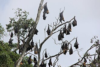 Group of megabats roosting