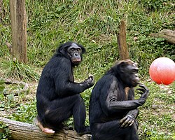 Two male bonobos