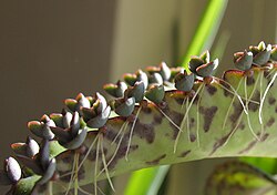 Vegetative plantlets of mother-of-thousands, Bryophyllum daigremontianum (Kalanchoe daigremontiana)
