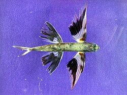 Band-winged flying fish, with enlarged pectoral fins