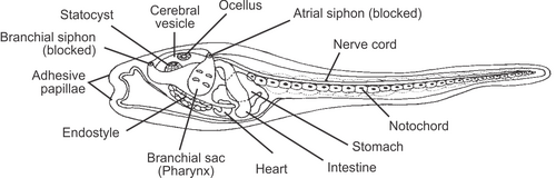 Anatomy of a larval tunicate showing the placement of the endostyle