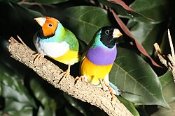Like these male (right) and female Gouldian finches (Erythrura gouldiae), many Passeroidea are very colorful