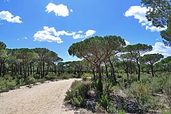 Pinus pinea, Doñana National Park (Andalusia, Spain)