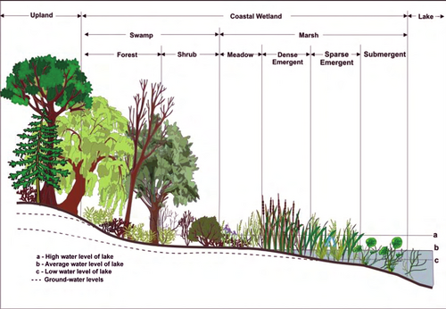 Generalized schematic of Great Lakes waterline ecosystem