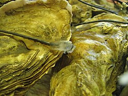 Pacific oyster equipped with activity electrodes to follow its daily behaviour