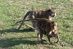 In rhesus macaque (Macaca mulatta) male parental care improves infant outcomes