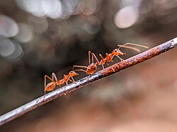 Two weaver ants walking in tandem