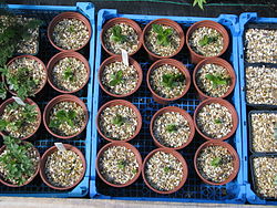 Gentian seedlings in a plant nursery