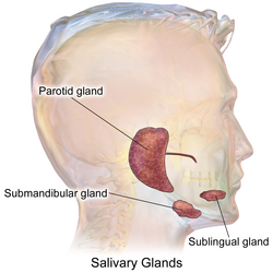 The main salivary glands