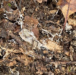 White threads of fungal mycelium are sometimes visible underneath leaf litter in a forest floor.