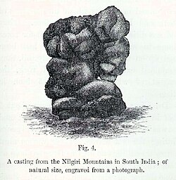 An illustration of an earthworm casting taken from Charles Darwin's publication on the movement of organic matter in soils through the ecological activities of worms.[33]
