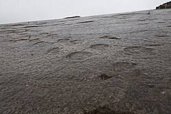 Sauropod tracks at Serras de Aire e Candeeiros Natural Park, Portugal