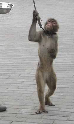 A captive monkey in Shanghai