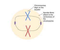 Metaphase during mitosis