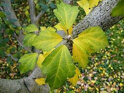 Leaves