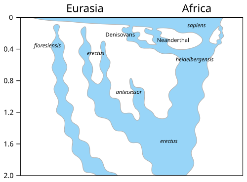 Despeciation within the genus Homo.