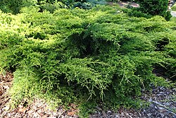 Juniperus × pfitzeriana 'Gold Coast'