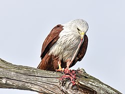 Brahminy kite eating, Kabini Reservoir, India