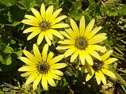 Capeweed, one of the larval host plants of the bogong moth