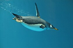 Gentoo penguin swimming underwater at the Nagasaki Penguin Aquarium