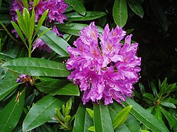 The tree rhododendron, national flower of Nepal