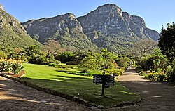 Table Mountain from the Kirstenbosch National Botanical Garden