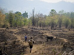 Slash-and-burn agriculture in Chiang Mai, Thailand