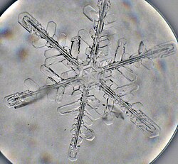 Snowflake viewed in an optical microscope