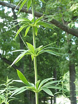 Leaf whorls on a herbaceous Lilium michiganense