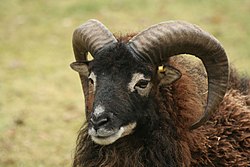Soay sheep in St Kilda, Scotland