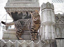 A street cat in Istanbul