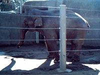Rhythmic swaying behaviour is not reported in free ranging wild elephants and may be symptomatic of psychological disorders.