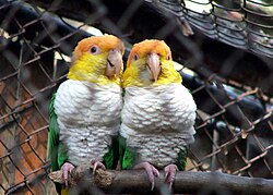 Two white-bellied parrots with bulging crops after feeding.