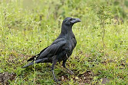 In Bhigwan, Maharashtra, India.