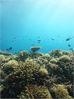 According to Ramsay et al.,[29] urea fertilization could cause damage to the rich marine biodiversity of the Sulu sea (including its coral reefs).