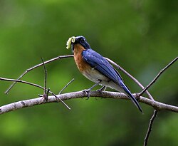 Tickell's blue flycatcher, genus Cyornis