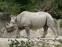Black rhino