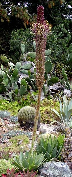 The large flower spike of Agave chiapensis, San Francisco Botanical Garden