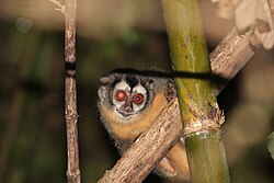 Azara's night monkey or owl monkeys (Aotus azarae) exhibit the highest levels of male care in New World monkeys.