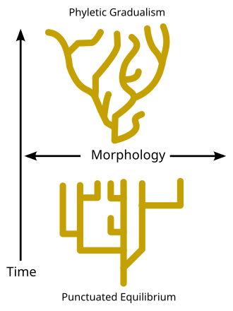 Phyletic gradualism, above, consists of relatively slow change over geological time. Punctuated equilibrium, bottom, consists of morphological stability and rare, relatively rapid bursts of evolutionary change.