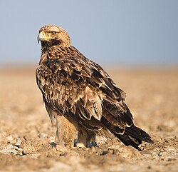 The Eastern Imperial Eagle is the national animal of Egypt.