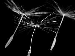 The pappus of a dandelion seed, which aids in wind-driven dispersal