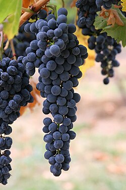 People may have first fermented grapes in animal skin pouches to create wine during the Paleolithic age.[57]