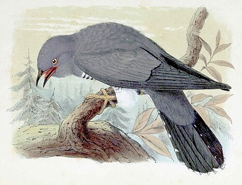 The cuckoo's well-known call is used in music by Beethoven, Delius, Handel, Respighi, Rimsky-Korsakov, Saint-Saëns, and Vivaldi. Engraving by John Gerrard Keulemans, 1873