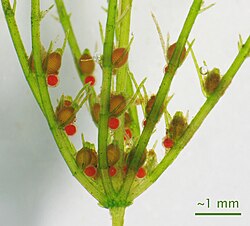 The sex organs of the green algae Chara are the male antheridia (red) and female archegonia (brown).