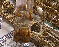 Pupae